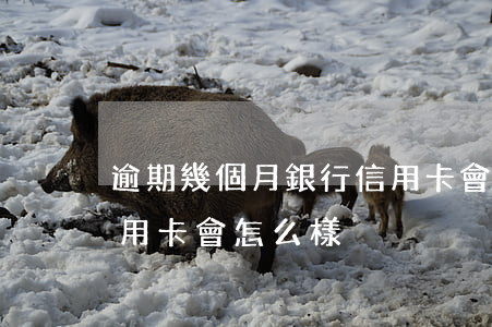 逾期幾個月銀行信用卡會怎樣(逾期一個月信用卡會怎么樣)