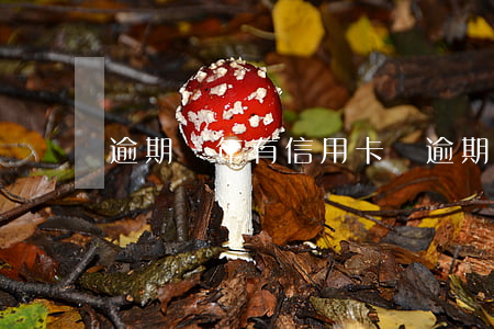 逾期幾年有信用卡嗎（逾期幾年有信用卡）