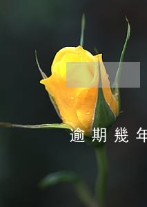 逾期幾年都沒交房什么情況(房子逾期未交)