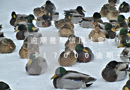 逾期幾期信用卡會(huì)寄律師函(信用卡17000逾期一年 收到律師函)