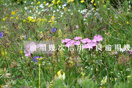 逾期幾次信用不良(逾期幾次信用不良貸款)