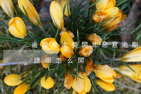 逾期幾次要開非惡意逾期證明(不是故意逾期證明怎么開)