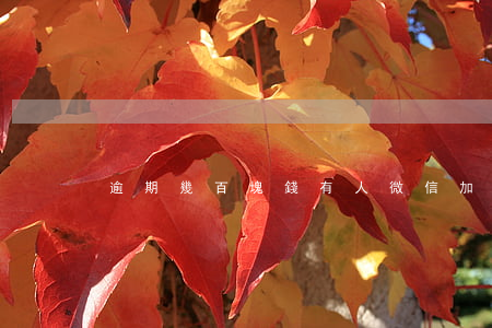 逾期幾百塊錢有人微信加我