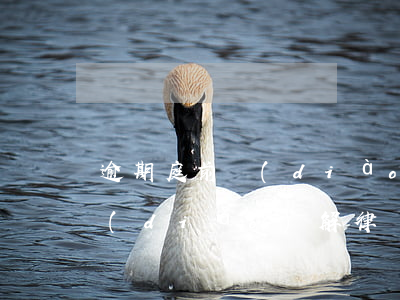逾期庭前調(diào)解律師費-訴前調(diào)解律師收費標(biāo)準(zhǔn)