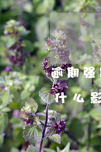 逾期强制报废有什么影响(车辆逾期报废会有什么影响?)