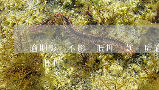 逾期影響不影響抵押貸款買房（逾期影響不影響抵押貸）