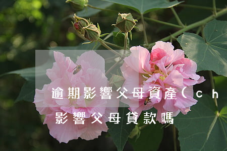 逾期影響父母資產(chǎn)嗎(個人逾期影響父母貸款嗎)