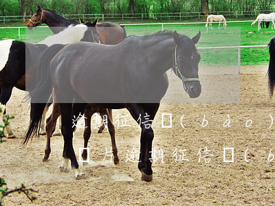 逾期征信報(bào)告明細(xì)樣板圖片，逾期征信報(bào)告明細(xì)樣板圖片：全面了解你的信用狀況
