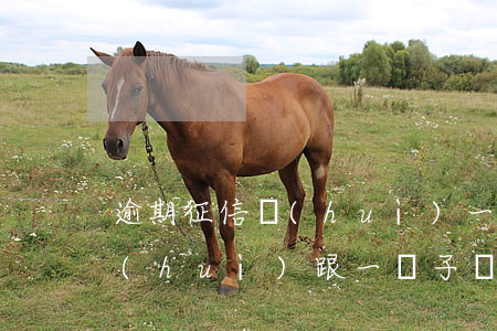 逾期征信會(huì)一直黑嗎(逾期征信會(huì)跟一輩子嗎)