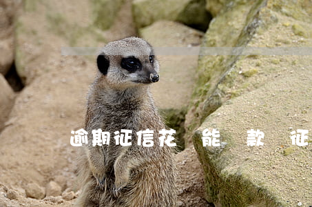 逾期征信花還能貸款嗎(征信花了還可以貸款嗎)