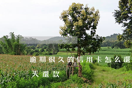 逾期很久的信用卡怎么還款（信用卡逾期了十天還款）