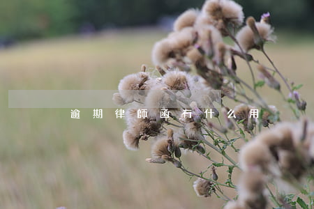 逾期律師函有什么用