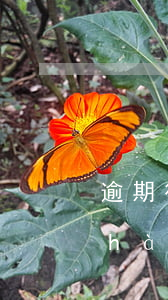 逾期律師所，逾期律師所發(fā)的掛號(hào)信可以拒收么