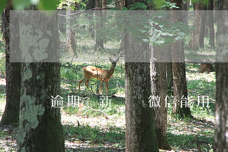 逾期從新辦個微信能用嗎