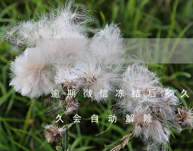 逾期微信冻结后多久能自动解冻(微信冻结多久会自动解除)