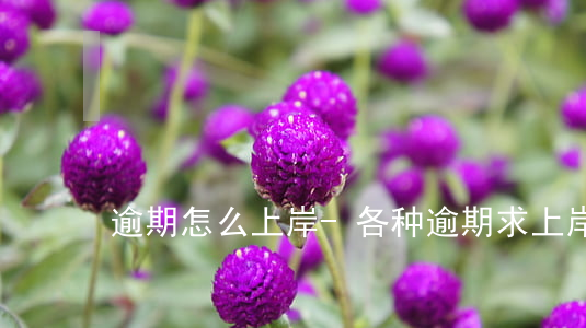 逾期怎么上岸-各种逾期求上岸
