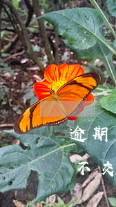 逾期怎么交醫(yī)保(醫(yī)保逾期不交后可以報(bào)銷(xiāo)嗎)