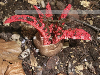 逾期怎么可以辦理信用卡(逾期怎么可以辦理信用卡)