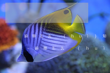 逾期怎么會(huì)知道我新工作的單位-逾期怎么會(huì)知道我新工作的單位信息