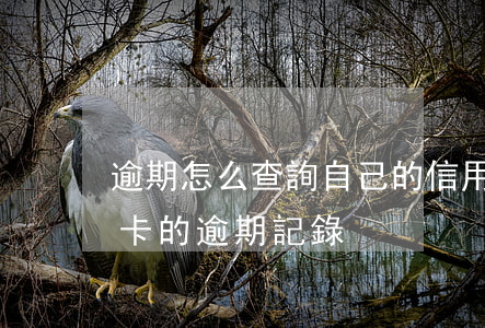 逾期怎么查詢自己的信用卡賬單(怎么查信用卡的逾期記錄)