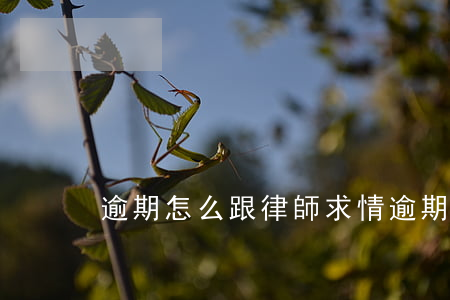 逾期怎么跟律師求情(逾期怎么跟律師求情)