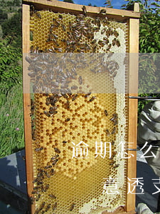 逾期怎么避免惡意透支信用卡（逾期怎么避免惡意透支）