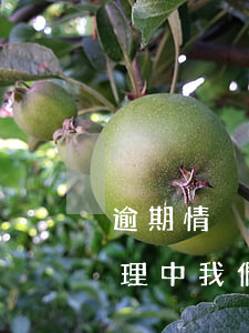 逾期情況還款中,已代償，您的逾期情況正在處理中，我們已經(jīng)進(jìn)行代償