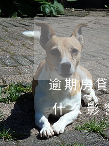 逾期房貸受影響嗎(房貸逾期會(huì)有什么影響)