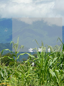 逾期手機(jī)號能辦信用卡嗎微信（逾期手機(jī)號能辦信用卡嗎）