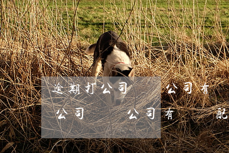 逾期打公司電話公司有義務配合嗎-逾期打公司電話公司有義務配合嗎怎么辦