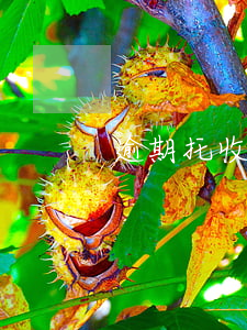 逾期托收什么时候开-托收逾期证明