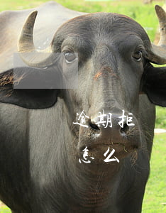 逾期拒絕還款怎么辦(逾期以后要求全額還款怎么辦)