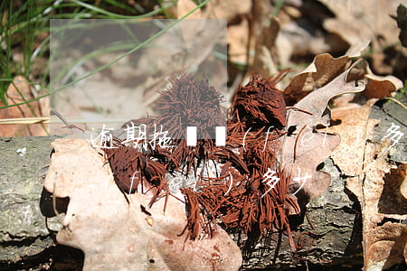 逾期拖車費(fèi)多少(車貸逾期拖車費(fèi)多少)