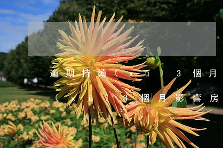 逾期持續(xù)3個月影響房貸(逾期持續(xù)3個月影響房貸)