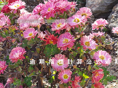 逾期指標計算公式(逾期率公式)