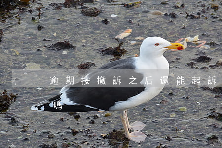逾期按撤訴之后還能起訴嗎(被起訴還能撤訴嗎)