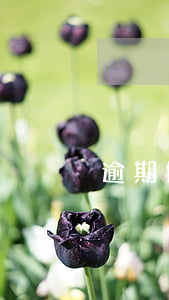 逾期提示付款被駁回