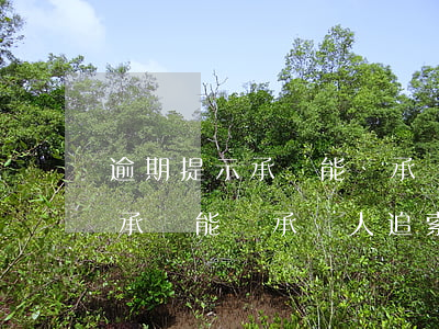 逾期提示承兌能對承兌人追索么-逾期提示承兌能對承兌人追索么嗎