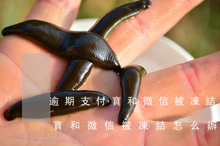 逾期支付寶和微信被凍結怎么辦-逾期支付寶和微信被凍結怎么辦呢