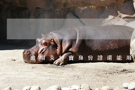 逾期支付寶身份證還能用嗎