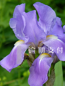 逾期支付貨款違約金