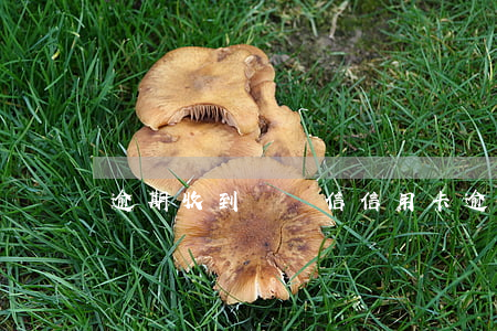 逾期收到掛號信（信用卡逾期給我郵掛號信）