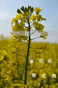 逾期收到法院傳票不要慌（逾期后收到法院傳票是真的嗎）