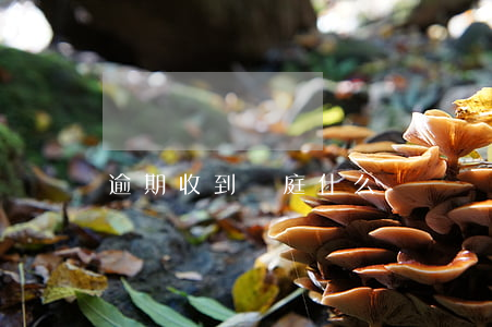 逾期收到開庭什么樣