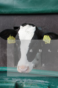 逾期无法使用借呗的照片(借呗暂时无法使用图片)
