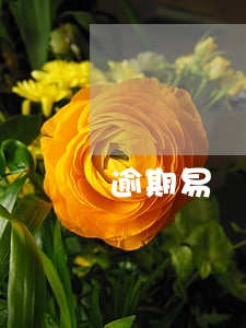 逾期易簡行夏qiaoqiao-