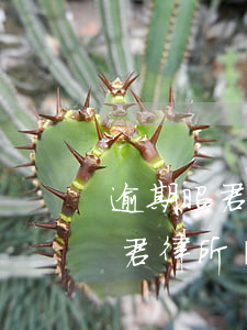 逾期昭君律所發(fā)消息要上門(逾期昭君律所發(fā)消息要上門)