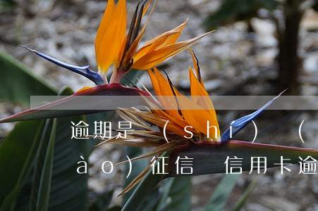 逾期是實(shí)時(shí)上報(bào)征信嗎?（信用卡逾期上報(bào)征信系統(tǒng)）
