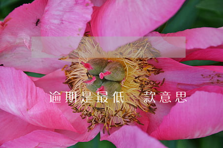 逾期是最低還款意思嗎