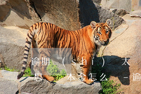 逾期時(shí)間太長(zhǎng)只想償還本金怎么辦-逾期時(shí)間太長(zhǎng)只想償還本金怎么辦呢